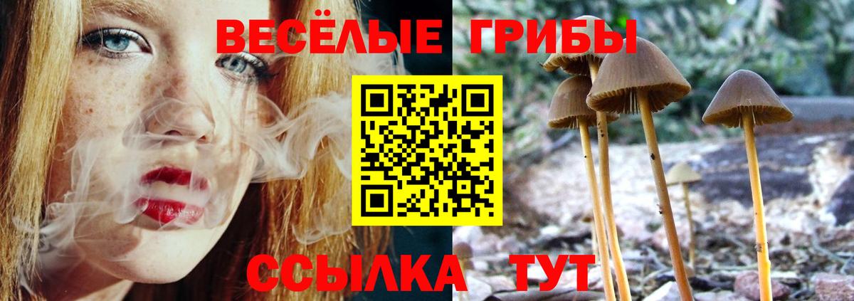 Галлюциногенные грибы Psilocybine cubensis Чита